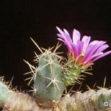 Echinocereus cinerascens ssp. tulensis ex viereckii tulensis JLcoll.1301.jpg